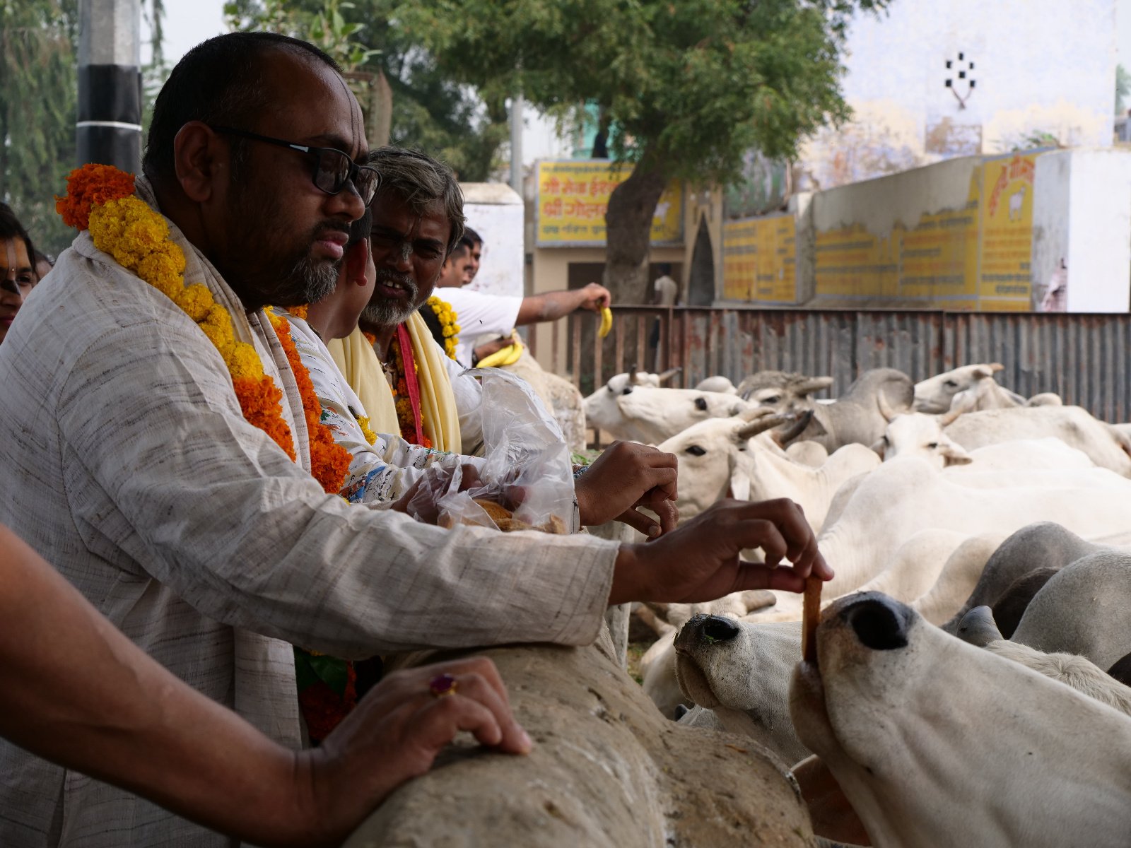  238 Gopashtami Radha kunda Govardhan 19.11.04